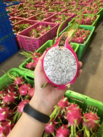 Biologisch Tropisch Fruit 100% Natuurlijk Vers Landbouwproducten voor Export met Zachte Zoete Smaak Gewone Zachte Witte Drakenvrucht OEM