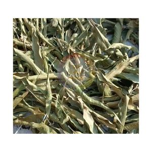 ใบชาแมงโก้แห้งคุณภาพสูง ราคาถูก ขนาดจัมโบ้ 4 ออนซ์ สำหรับรีแบรนด์ ใบชาธรรมชาติ ผลิตจากเวียดนาม - Product Image 2