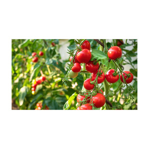 Tomates Frescos de Primera Calidad, Tomates Rojos Cereza, Tomates Indios en Caja para Exportación - Product Image 4
