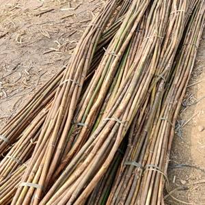 Bâtons de canne brute sèche à vendre, qualité supérieure, naturels, robustes, en rotin manau. - Product Image 3