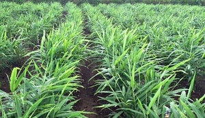 Rizoma amarillo de jengibre fresco, la mejor selección para la producción de varias bebidas, preparación de cocina de comedor fina, exportación desde Vietnam - Product Image 4