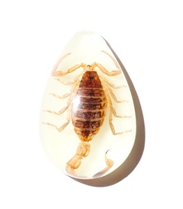 Golden Scorpion Real Specimen Plastic Cabochon Pear Shape Cut <b>Top</b> 33x22 mm Glow Flat Bottom for Crafts and Jewelry Making - Product Image 3