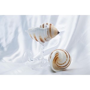 Ensemble de 2 verres à vin en verre et coquillages marins, très tendance, un élément élégant pour les collections de barware. - Product Image 3