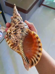Coquilles de trompette naturelles en gros, grandes coquilles de Triton pour la décoration intérieure et l'artisanat, en stock, fournisseur Vietnamien - Product Image 6