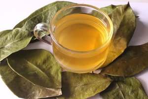 Feuilles de corossol séchées (feuilles de Graviola) – Feuilles de thé aux herbes naturelles |   Fournisseur d'exportation du Vietnam - Product Image 5