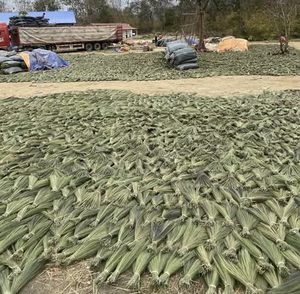 Grass Broom <b>Raw</b> <b>Material</b> For Making Head of Broom From Vietnam - Product Image 4