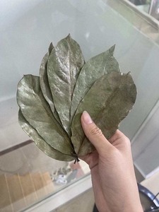 Feuilles de corossol vietnamien – Graviola séchée pour la production de thé - Product Image 2