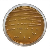 Stimulateurs nutritionnels de qualité agricole probiotiques Lactobacillus Fermentum blancs de marque IGC