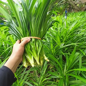Feuilles de Pandan Congelées pour la Pâtisserie et la Cuisine, Arôme Alimentaire Naturel, Ingrédient Essentiel pour les Desserts et Boissons Asiatiques du Vietnam - Product Image 3