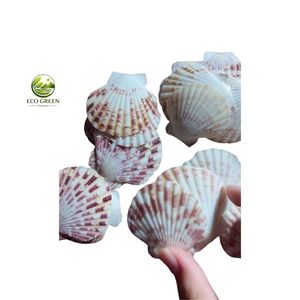 Conchas de Vieira Pulimentadas Naturales y Coloridas, Ecológicas, para Manualidades, Decoración del Hogar y Bodas, Proveedor Mayorista de Artículos con Temática de Playa - Product Image 6