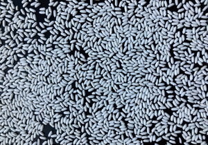 Glutinous Rice (<b>Sticky</b> Rice) Vietnam - Best Competitive Price - Bulk Export - MAX RICE - Product Image 5