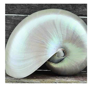 Coquille de nautilus naturelle polie, à compartiments, pour décoration intérieure, thème côtier, objet décoratif - Product Image 1
