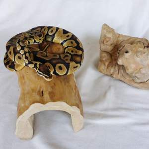 ตู้เลี้ยงสัตว์น้ำและสัตว์ครึ่งบกครึ่งน้ำ แบบเป็นมิตรกับสิ่งแวดล้อม สำหรับตกแต่งและเป็นที่หลบซ่อน - Product Image 4