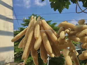 Loofah naturel biologique cultivé au Vietnam, 35-40 cm, entier, pour le corps, style simple, sans produits chimiques, pour le bain et la cuisine - Product Image 2