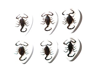Scorpion noir, spécimen réel, cabochon en plastique, cœur 17x21 mm, fond plat blanc, pour artisanat et fabrication de bijoux - Product Image 1
