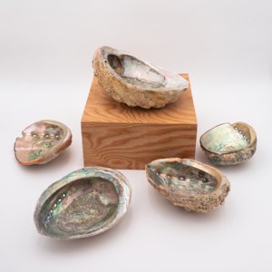 Large <b>abalone</b> <b>shell</b> for smudging wholesale cost natural raw seashells Vietnam manufacturer - Product Image 4