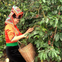 Café instantané vietnamien de haute qualité au chocolat et à la menthe de Konnai à Son La, Vietnam