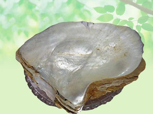 Pearl Seep Moti Asli Pearl Gemstone <span class=keywords><strong>Shell</strong></span> Seep Mooti Hierbas crudas secas Extracto de plantas al por mayor Producto a base de hierbas - Product Image 2