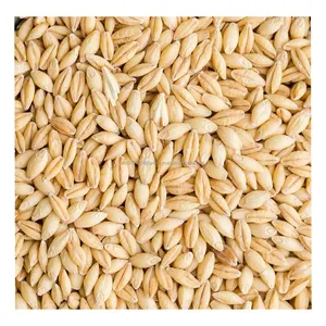 Grani di orzo semi di orzo Premium/orzo per alimenti per animali/cereali di orzo sfusi grano di malto orzo malto in vendita