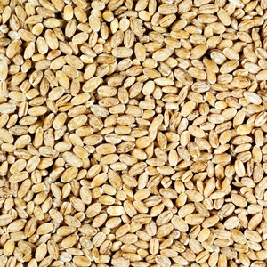 Grano de Cebada Recién Cosechado Empacado para Exportación con Pureza Natural del Grano y Suministro al por Mayor para Importadores de Alimentos - Product Image 1