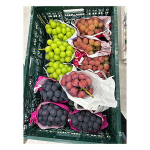 Uvas Japonesas de Calidad Excepcional, Frescas, Rojas, Negras y Verdes, Sin Semillas - Product Image 1