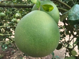 Sweet <strong>Pomelo</strong> 100% Fresh Natural Thai Fruit Wholesales Sweet Fruit Fresh Farm Best Seller From <strong>Thailand</strong> Export Grade - Product Image 2