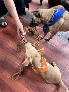 Jouet pour animaux de compagnie en fibre de coco fait main, balle résistante à mâcher, matériau naturel, fabricant vietnamien, produits naturels en fibre de coco pour animaux de compagnie - Product Image 4