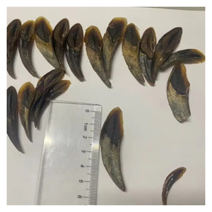 Coquilles d'opercules naturelles pour remplissages décoratifs, artisanat fait main et projets de design créatif - Product Image 1