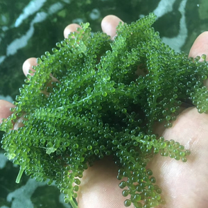 Uvas de mar secas, material natural de algas verdes para decoración de sushi, ingrediente para ensaladas y uso culinario, Vietnam - Product Image 1