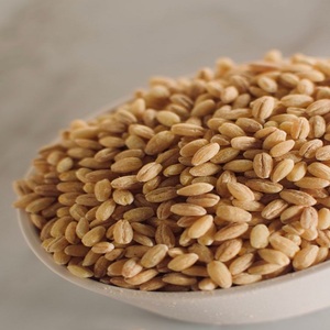 High Grade Durum <b>Wheat</b> <b>Seeds</b> With Premium Grain Characteristics For Milling Pasta Production And Professional Food Processing - Product Image 6