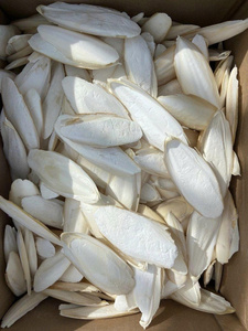 Hueso de Sepia Seco Natural al por Mayor, Fuente de Calcio de Alta Pureza para la Fabricación de Alimentos para Mascotas y Suplementos Nutricionales para Aves - Product Image 5