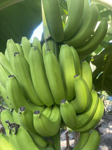 OFERTA ESPECIAL Bananas Cavendish Blue Lotus 2025, Maduradas Naturalmente, Dulces, en Racimo para Uso Diario - Product Image 5