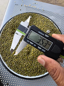 Meilleures ventes : Haricots mungo verts entiers Sortex, qualité supérieure pour l'exportation et la vente en gros - Product Image 4