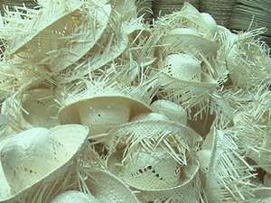 Hojas de palma de Palmyra secas ecológicas, hojas de palma Borassus Flabellifer y decoración. - Product Image 5