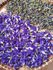Wholesale Organic Butterfly Pea Flower <b>Tea</b> 100% Natural Dried Blue Pea Herbal <b>Tea</b> Top Grade EXPAD Brand Bulk Supplier for Global - Product Image 4