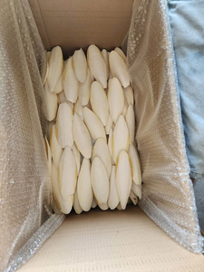 ผงกระดูกปลาหมึกคุณภาพสูงสำหรับตลาดทั่วโลก - Product Image 2