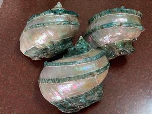 เปลือกหอยมาร์มาทาตัสสีเขียวธรรมชาติขนาดใหญ่ เปลือกหอยทากยักษ์ เปลือกหอยมุกขนาดใหญ่ เปลือกหอยสังข์ ขายส่งจากโรงงานเวียดนาม - Product Image 2