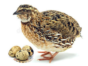 Premium Canned Quail Eggs In Brine Bulk Supply for Standard Export Product of VietNam - Product Image 6