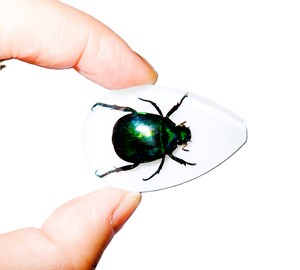 Cabochon en plastique de spécimen réel de scarabée coloré, taille poire, 46x30 mm, blanc, fond plat, pour artisanat et fabrication de bijoux - Product Image 4