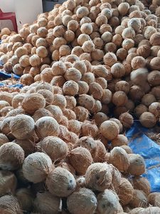 Noix de coco décortiquée Coco seco Coco secco sgusciato à faible humidité du Vietnam pour les acheteurs (WA +84914319488) - Product Image 3
