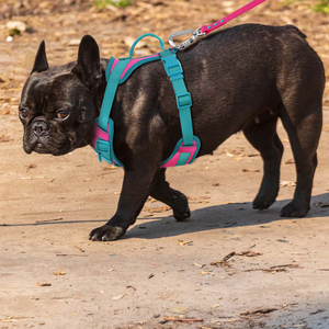 Harnais pour chien réglable haute visibilité anti-traction avec double anneau en D, réfléchissant et rembourré en forme de Y, pour l'entraînement des animaux de compagnie - Product Image 4