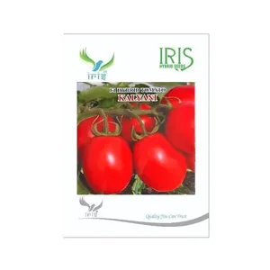 Graines de tomates cerises hybrides Iris Kalyani <span class=keywords><strong>F1</strong></span>, récolte précoce, résistance TYLCV, tomates fraîches de forme ovale - Product Image 1