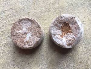 Pastilles de coco naturel pour la plantation en serres commerciales et pour les fournisseurs agricoles - Product Image 2