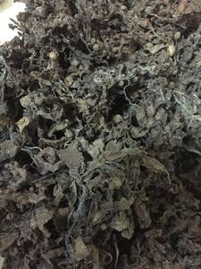 Wholesale Vietnam Dried Sargassum Seaweed 2025 Premium Quality Best Price Export Ready - Product Image 3