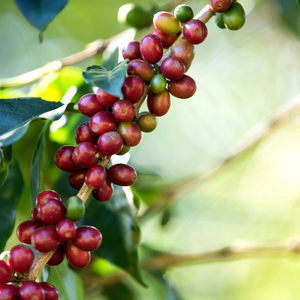 Café vert du Vietnam, spécialité Arabica, traitement naturel, best-seller, fabrication OEM/ODM, marque privée. - Product Image 2