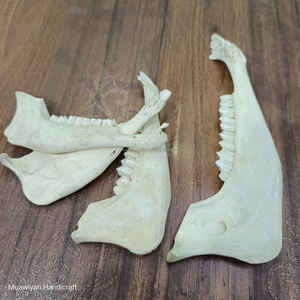 Venta caliente La mejor calidad de la mandíbula de cabra pulida blanca hecha a mano real Mandíbula de cabra de calidad natural con tamaño personalizado al precio más bajo - Product Image 5
