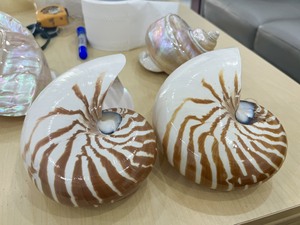Concha de Nautilus con Cámaras, Concha Marina Natural Premium al por Mayor para Decoración del Hogar, Coleccionismo y Regalos - Product Image 2