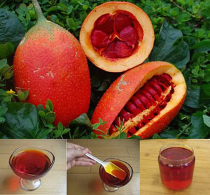 Aceite de Fruta Gac Natural para la Elaboración de Salsas, Botella de Vidrio de 500 ml, Proveedor de Vietnam - Product Image 4