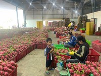 Verse Export Kwaliteit Dragon Fruit Van Vietnam Witte Pulp Groene Huid Zoet En Knapperig Ideaal Voor Retail En Foodservice
