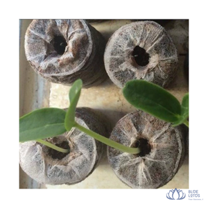 [VENTA EXITOSA] BLUE LOTUS FARM Bloque de Fibra de Coco Expandible Ecológico para Cultivo de Flores y Vegetales en Invernadero, Suministro para Vietnam - Product Image 1